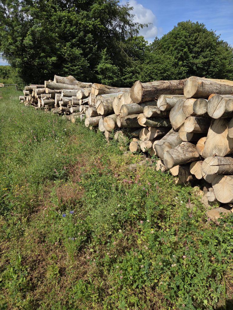 Early‑stage ash dieback at Leys Farm during phased removal