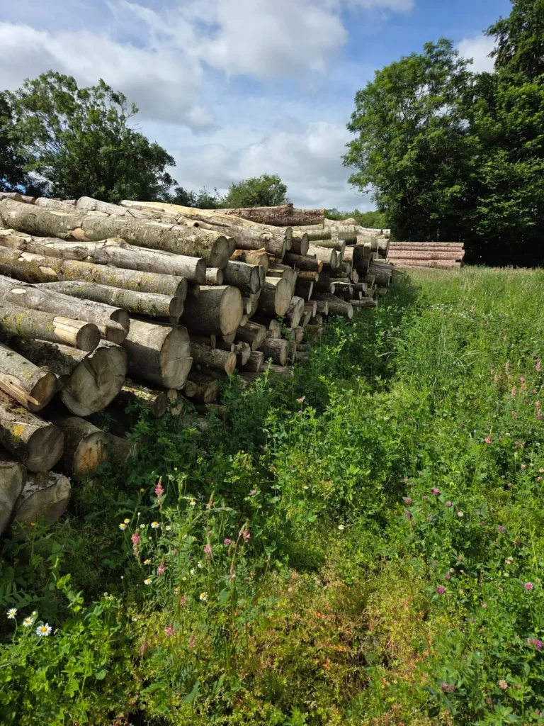 Stacked ash timber from Leys Farm woodland ready to be processed into firewood